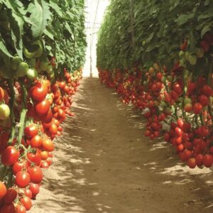 WhatsApp Image 2023 05 28 at 12.03.57 PM 3 HindiGyan.Net एक एकड़ टमाटर की खेती में लागत ,आमदनी और प्रॉफिट की पूरी जानकारी । tomato farming in India 2023